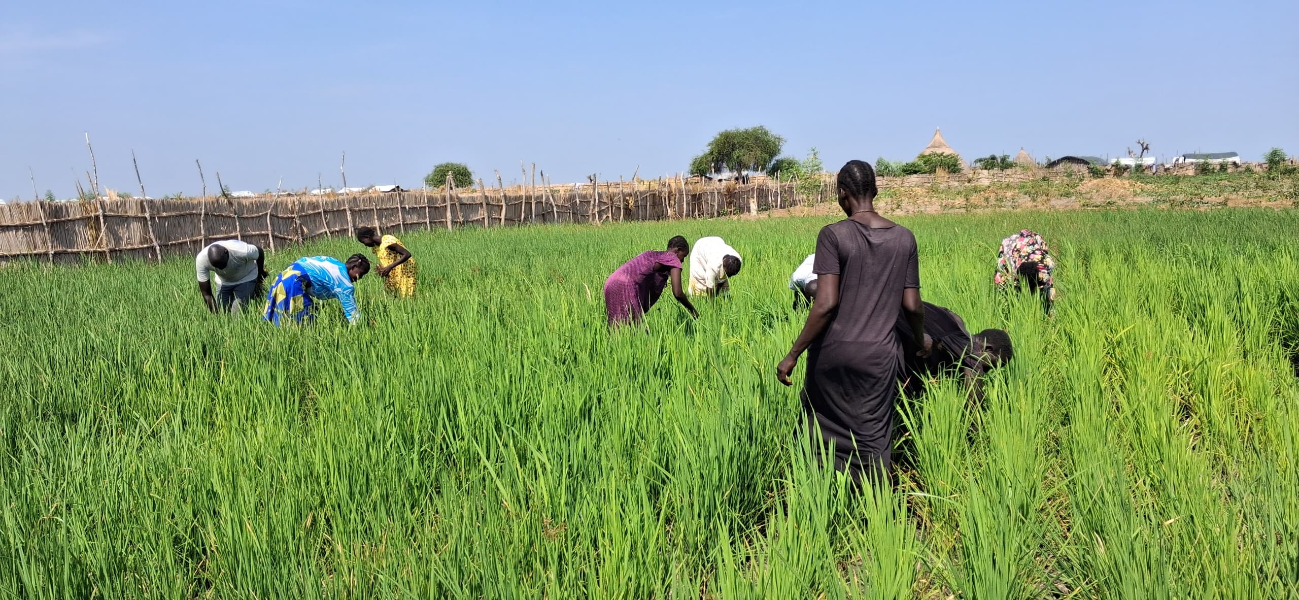 WOMEN DRIVE SMART CLIMATE FARMING IN RUBKONA